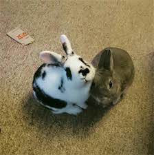 See more of the salt block & deli on facebook. Salt On Rabbit Food Binkybunny