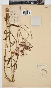 Image result for Senecio strictifolius