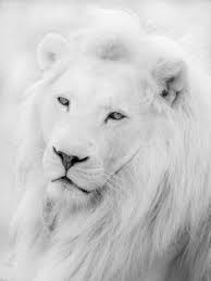 Eyes Faces Portraits Photography Avec Images Lion Blanc Animaux Albinos Animaux Sauvages