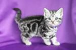 Information on Silver Tabby American Shorthair Cats - Pets