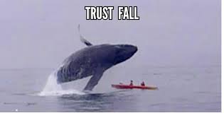 Whale Trust Fall Cat Memes Whale Trust Fall