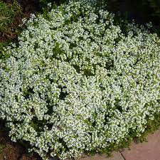 Der teppich thymian ist ein kleiner strauch, der lange, etwas holzige, kriechende stängel ausbildet. Stauden Stade Versand Shop Thymus Serpyllum Albus Sand Thymian Teppich Thymian Hier Bestellen