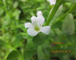 Image result for Bacopa hamiltoniana