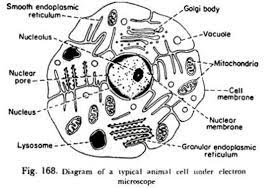 The diagram below is an animal as may be seen using a light microscope. Rana Ray Diagram Of Animal Cell Seen Through Electron Microscope Brainly In