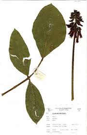 Image result for Erythrina sacleuxii