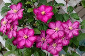 Clematis are fast growers that cannot support themselves. How To Grow Clematis Make Your Vines Pop With Color Gardener S Path