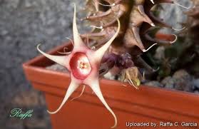 Image result for Huernia verekeri