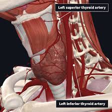 Traditionally the anatomy of the infrahyoid neck has been subdivided the swelling is centered within the borders of the thyroid cartilage. Anatomy Of The Thyroid Complete Anatomy