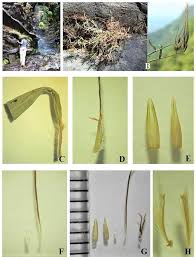 Image result for Capillipedium