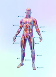 Vintage poster with male athletic body infographics. How To Build The Ultimate Running Body