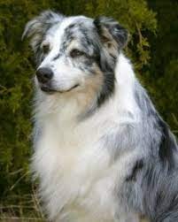 Gray farms miniature australian shepherds. Coat Color Asca