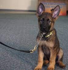Solid black german shepherds, gerdeshaus texas german shepherd breeder, we are a german shepherd breeder located just 40 miles north of dallas/fort worth, tx (dfw area). Black German Shepherd Puppies For Sale Near Me