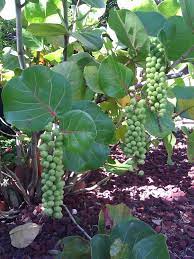 Sea Grape Not The Prettiest Plant In The Landscape But Certainly An Interesting Plant Coarse Foliage With Red Vie Landscaping Plants Plants Planting Flowers