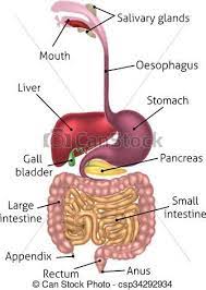 Pin By Sajid Babar On Major Body Systems Digestive System Human Digestive System Digestive System Function