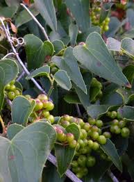 Image result for Smilacaceae