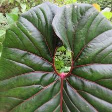 Of, relating to, or belonging to the araceae, a family of plants having small flowers. Pdf Anthurium Decipiens A Gigantic New And Apparently Sapromyophilous Species From Western Colombia With Notes On The Related And Often Confused Anthurium Salgarense