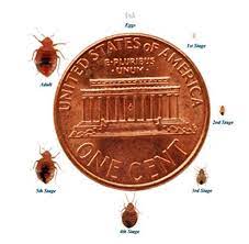 View ratings, photos, and more. Bed Bug Store More 3113 S Sheridan Rd Tulsa Ok 74145 Yp Com