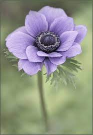 Anemone By Audhild On Deviantart Purple Flowers Anemone Flower Anemone