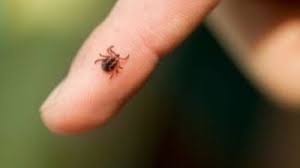 Consultaţi medicul specialist dacă prezentaţi simptomatologia specifică infestării cu borrelia. A Debutat Sezonul Bolii Lyme Cat De Periculoasa Este Aceasta Boala Si Ce Trebuie Sa Facem Daca Suntem Muscati De Capusa Mobile