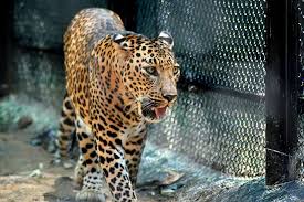 The Oldest Zoos In The World You Can Still Visit Today Tiqets Com