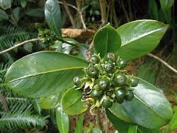 Image result for Gaertnera