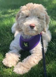 Below are our newest added labradoodles available for adoption in california. Labradoodles Australian Labradoodle Breeder Los Angeles Southern Ca Labradoodle Puppies For Sale Labradoodle Breeders Australian Labradoodle