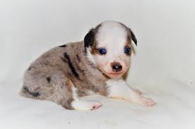 Mini Australian Shepherds of Chappell Hill