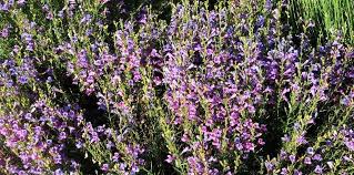 Flowering potted plants for full sun. Native Plants In Container Gardening Pot Plants For Deck And Balcony