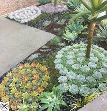 Succulent Landscaping In Cool Spirals Succulents Ground Cover Serragardens Succulen Succulent Garden Design Succulent Landscape Design Succulent Landscaping
