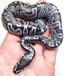 Click The Image To See More Pastel Enchi Pinstripe Pied Possible Yellow Belly Gorgeous Snake Ballpython Ballpythons Ballp Pet Snake Snake Cute Reptiles