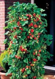 Growing And Caring For Strawberry Plants In Pots With Images Vertical Vegetable Gardens Growing Strawberries Vertically Strawberry Garden