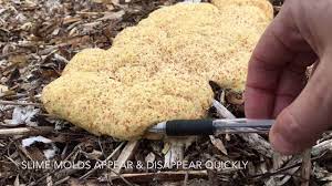 Slime molds look gross and. What Is That Slime Molds In The Garden Youtube