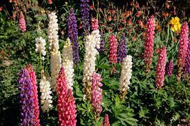 Rund ein drittel der flächen in der rhön hat die pflanze schon erobert. Lupinen Saen So Machen Sie S Richtig