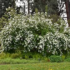 Image result for Exochorda