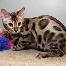 Our goal is to deliver you healthy bengal kittens with great bengal health is our number one concern and we stand behind every bengal kitten we place. Bengal Kittens For Sale Bengal Cat Kitten Bengal Kitten Bengal Kittens For Sale