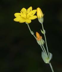 Image result for Congolanthus longidens