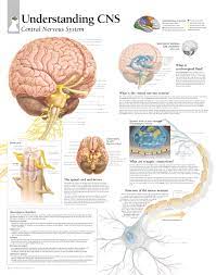 Related posts of central nervous system diagram digestive system of human body schematic diagram. Understanding Cns Scientific Publishing