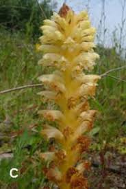 Image result for Orobanche minor