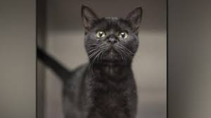 Check spelling or type a new query. Woman Indicted On Cruelty Charges After 100 Dead Cats Found In Her Freezer Officials Say Kxan Austin