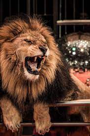 Angry Lion Image 11 Lion Images Writing Prompts For Kids Circus Lion
