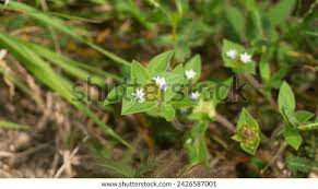 Image result for Richardia scabra