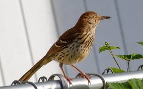 They are found most commonly in the carolinas. Common Backyard Birds In North Carolina Lists Photos Id What Birds Are In My Backyard