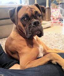 Ask questions and learn about boxers at nextdaypets.com. Beautiful 4 Yo F Purebred Boxer For Adoption With Supplies San Antonio Tx Adopt Zoey Today