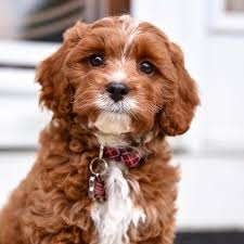 Kaden Ruby Parti Cavapoo On Instagram Some Things Fill Our Hearts Without Even Trying I M One Of Them Doodle Puppy Puppy Mix Poochon Puppies