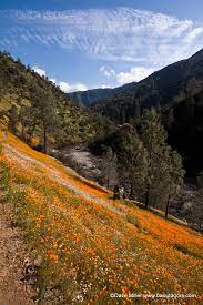 Hites Cove Trail Thousands Of Wildflowers Along The Hite S Flickr