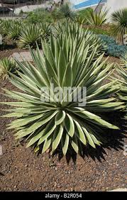 Image result for Agavaceae