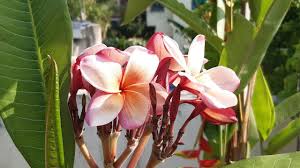 I have added two new members to our family and here they have been planted in big containers for them to bloom and grow happily. Son Champa Plant Care The Champa Flower