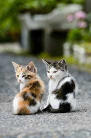 E94255791dba96d10a1c5092f7f9ff50 463x700 306 Kb Cute Kittens Guzel Kediler Komik Hayvan Fotograflari