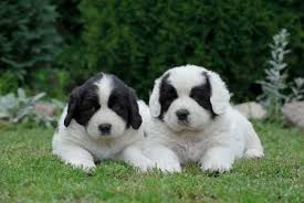 John's water dogs, which was an intelligent. Are You Curious About The Newfoundland Dog Breed Click Here