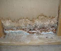 Concerned that the air in your home is compromised by mold? Testing For Mold When Should You Test Are Home Test Kits Accurate